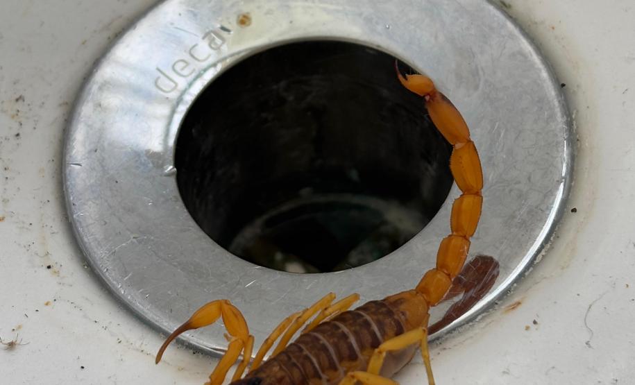 Secretaria da Saúde alerta para cuidados com animais peçonhentos durante o verão