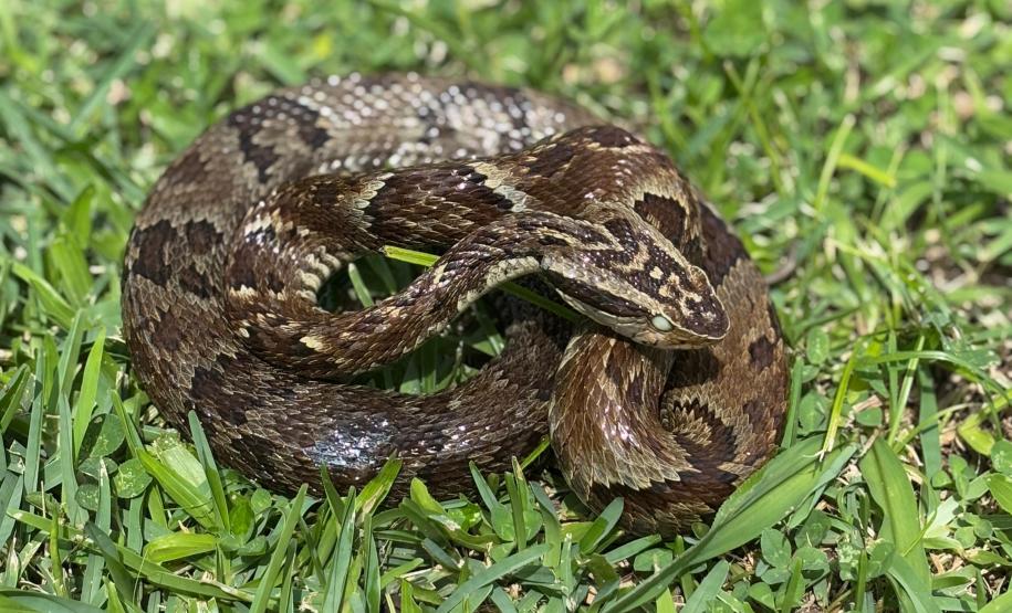 Secretaria da Saúde alerta para cuidados com animais peçonhentos durante o verão