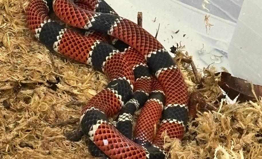 Secretaria da Saúde alerta para cuidados com animais peçonhentos durante o verão