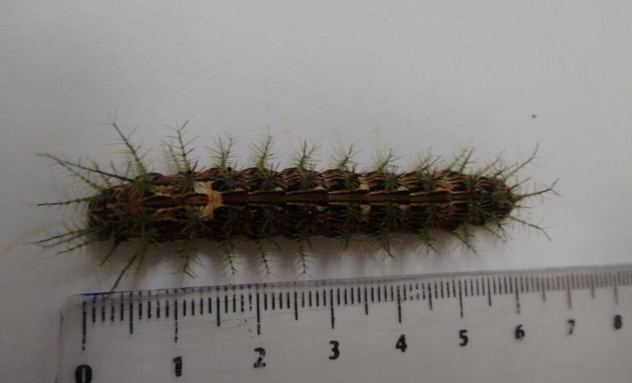 Secretaria da Saúde alerta para cuidados com animais peçonhentos durante o verão