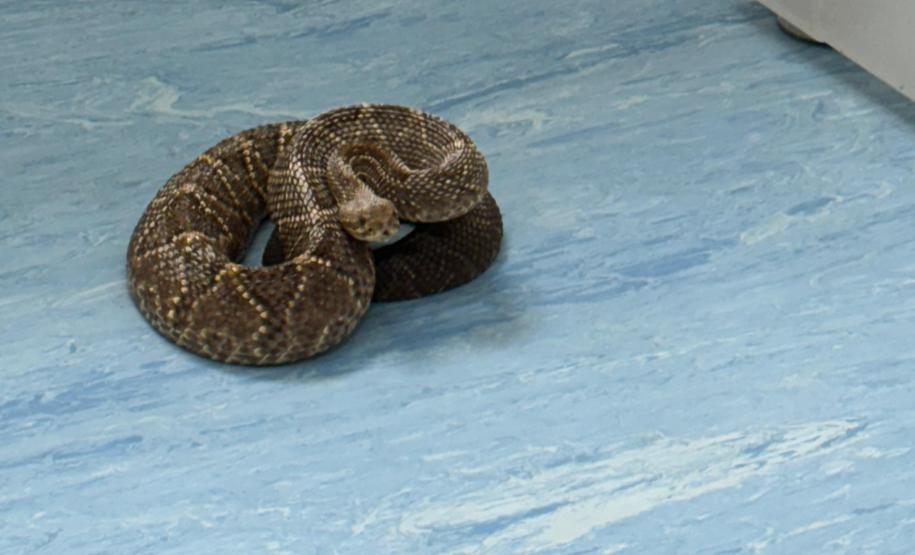 Secretaria da Saúde alerta para cuidados com animais peçonhentos durante o verão