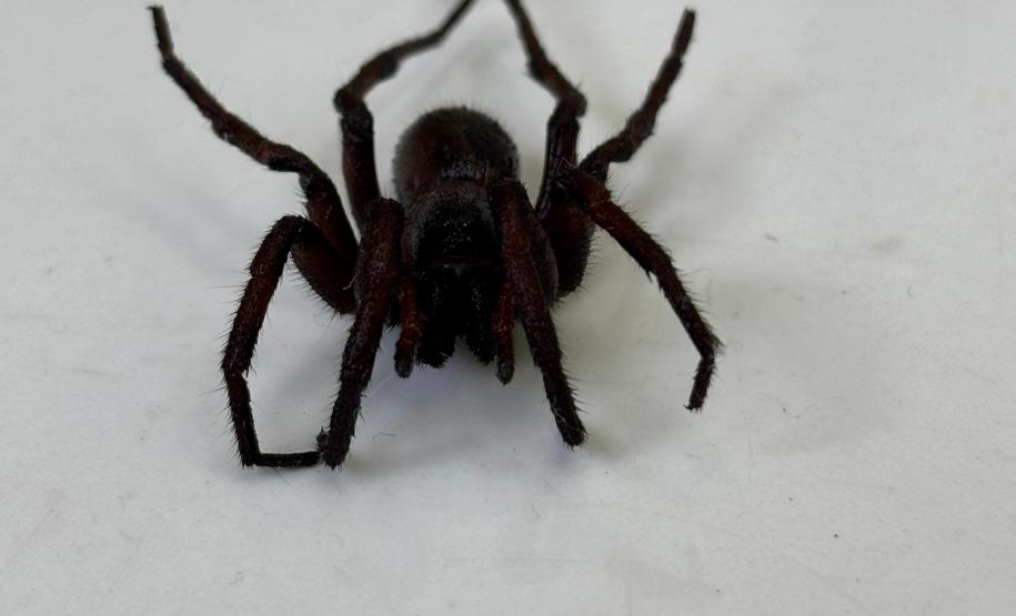 Secretaria da Saúde alerta para cuidados com animais peçonhentos durante o verão