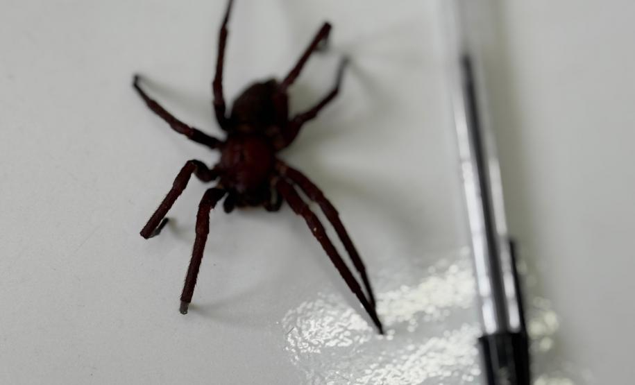 Secretaria da Saúde alerta para cuidados com animais peçonhentos durante o verão