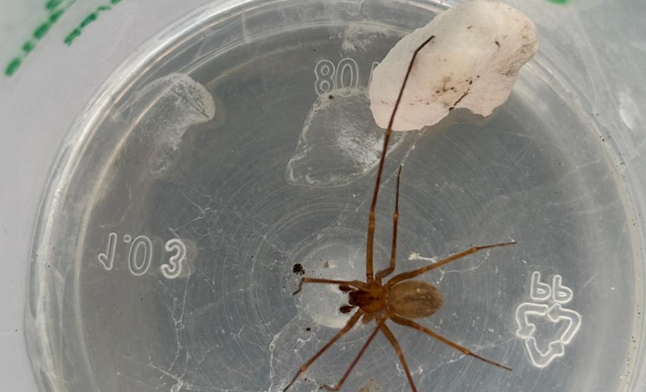 Secretaria da Saúde alerta para cuidados com animais peçonhentos durante o verão