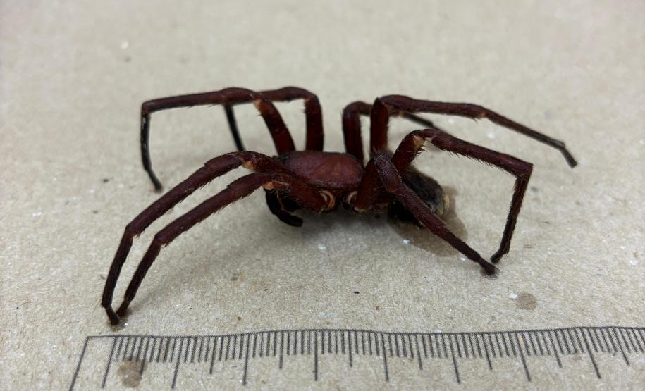 Secretaria da Saúde alerta para cuidados com animais peçonhentos durante o verão