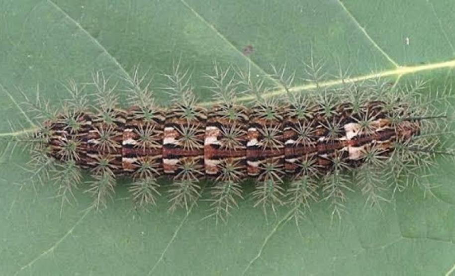 Secretaria da Saúde alerta para cuidados com animais peçonhentos durante o verão