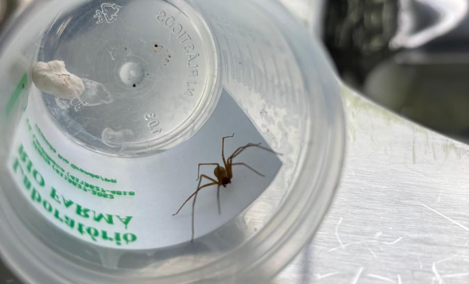 Secretaria da Saúde alerta para cuidados com animais peçonhentos durante o verão