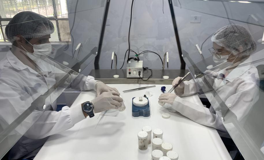 Produção de soro: unidade do Paraná recebe 2,5 mil aranhas para extração do veneno