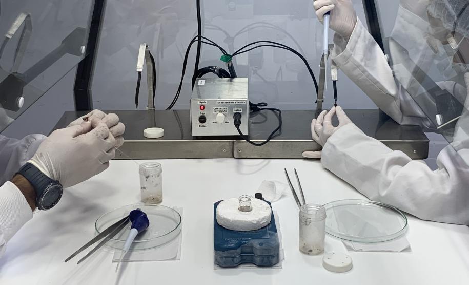 Produção de soro: unidade do Paraná recebe 2,5 mil aranhas para extração do veneno