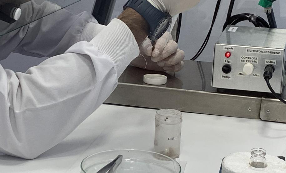 Produção de soro: unidade do Paraná recebe 2,5 mil aranhas para extração do veneno