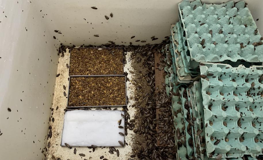 Produção de soro: unidade do Paraná recebe 2,5 mil aranhas para extração do veneno