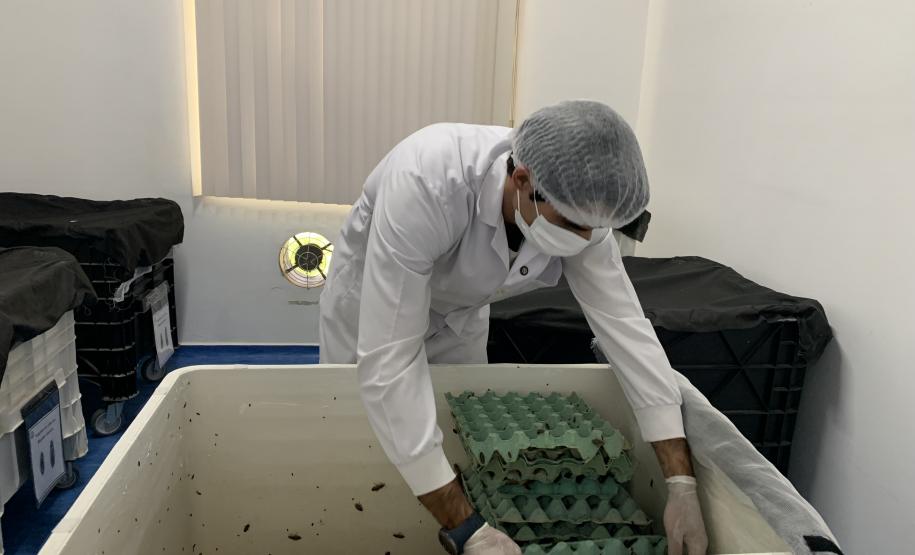Produção de soro: unidade do Paraná recebe 2,5 mil aranhas para extração do veneno