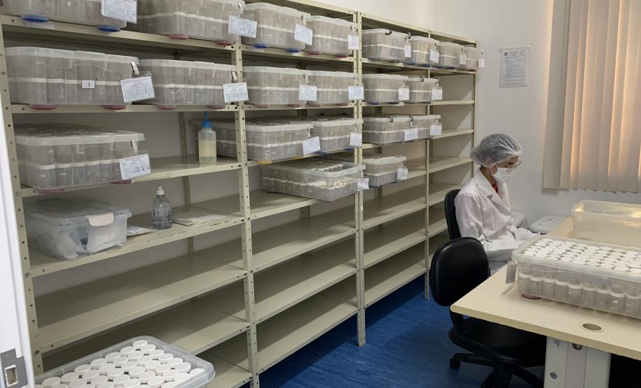 Produção de soro: unidade do Paraná recebe 2,5 mil aranhas para extração do veneno