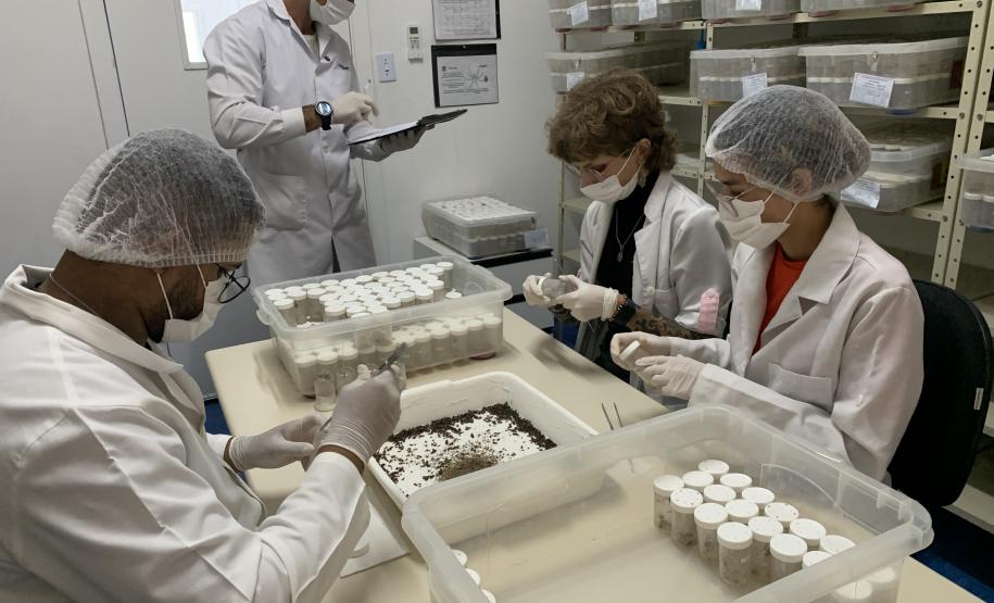 Produção de soro: unidade do Paraná recebe 2,5 mil aranhas para extração do veneno
