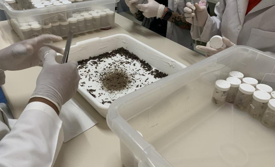 Produção de soro: unidade do Paraná recebe 2,5 mil aranhas para extração do veneno