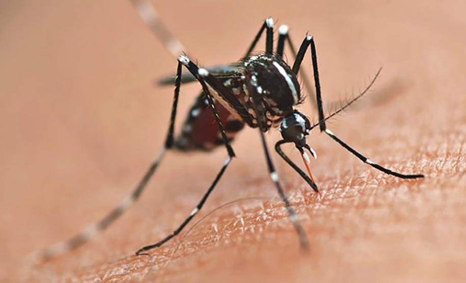 Vacina contra a dengue é ampliada para mais 102 municípios do Paraná