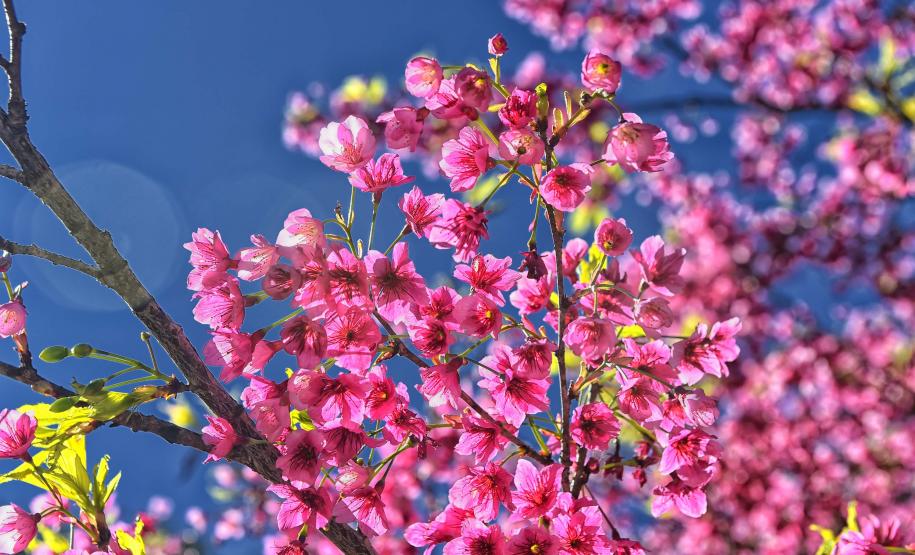 Pólen, umidade e temperatura: primavera aumenta riscos de alergias respiratórias