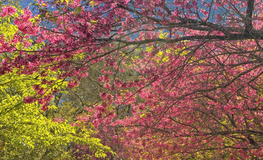 Pólen, umidade e temperatura: primavera aumenta riscos de alergias respiratórias