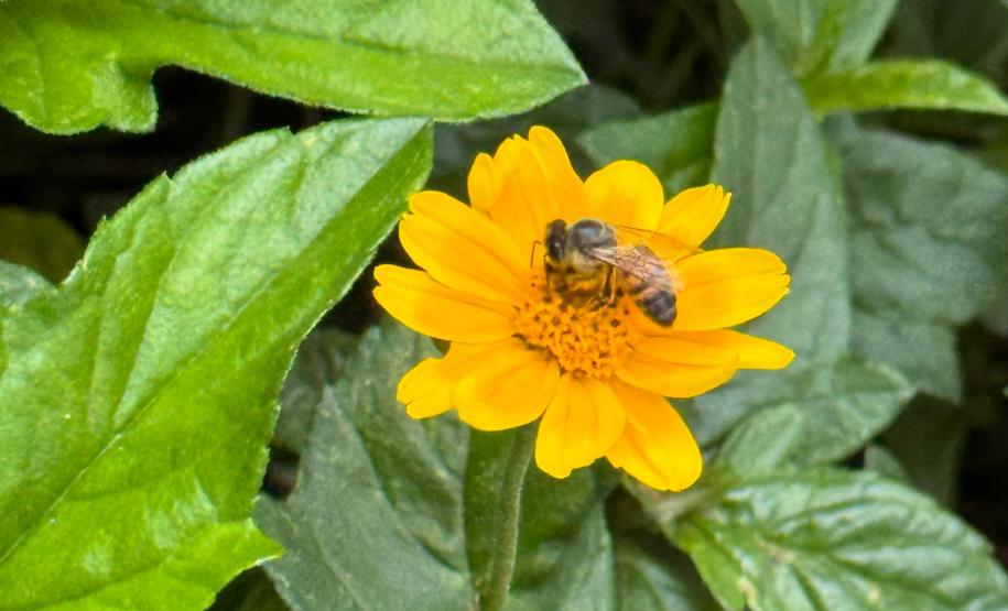 Pólen, umidade e temperatura: primavera aumenta riscos de alergias respiratórias