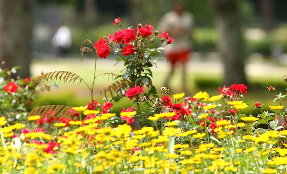 Pólen, umidade e temperatura: primavera aumenta riscos de alergias respiratórias