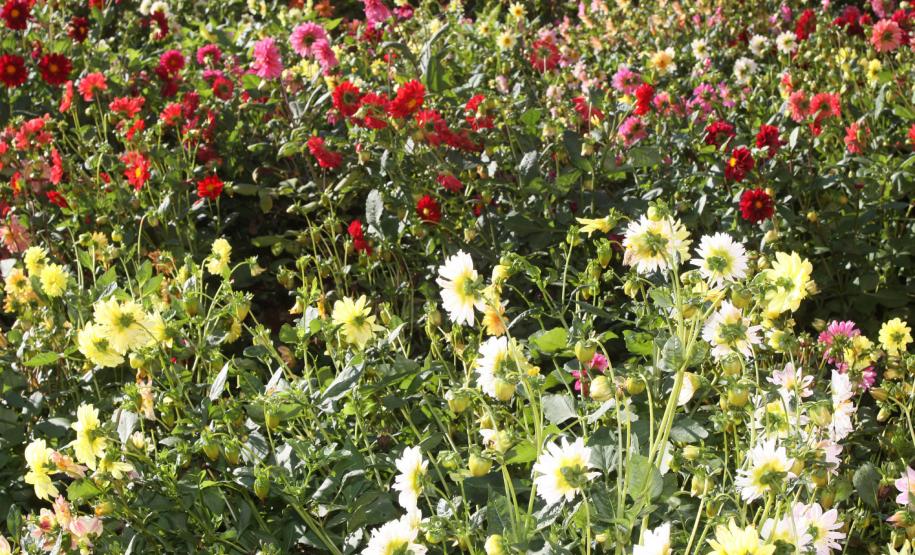 Pólen, umidade e temperatura: primavera aumenta riscos de alergias respiratórias