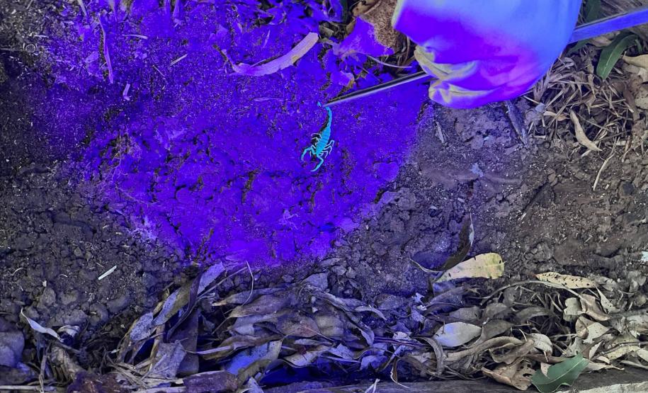 Secretaria da Saúde implementa força-tarefa e terá novas ações contra escorpiões