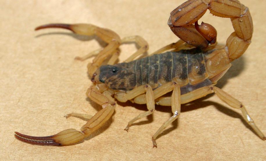 Secretaria da Saúde implementa força-tarefa e terá novas ações contra escorpiões