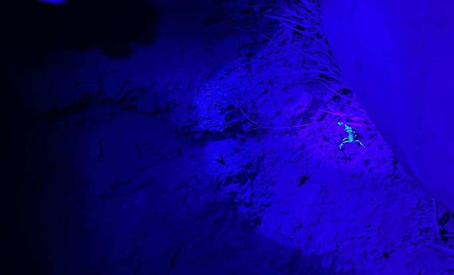 Secretaria da Saúde implementa força-tarefa e terá novas ações contra escorpiões