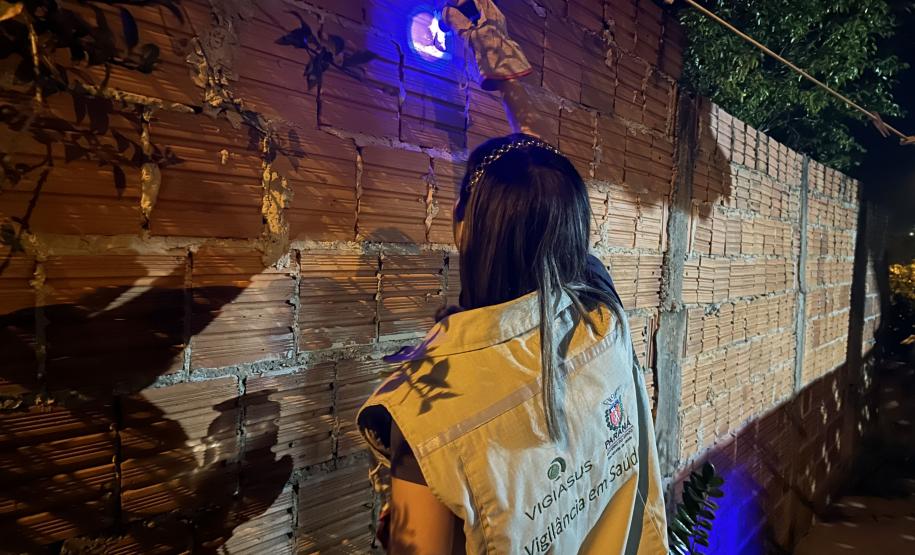 Ações noturnas resultam na captura de 3,3 mil escorpiões na região de Jacarezinho