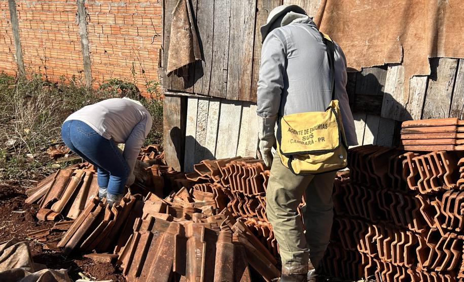 Estado e prefeitura de Cambará se unem para prevenir acidentes com escorpiões