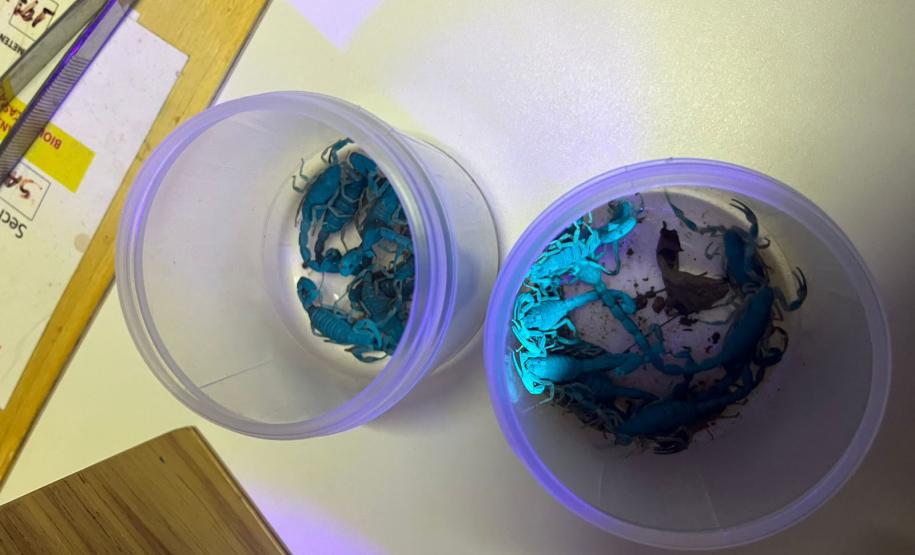 Secretaria da Saúde implementa força-tarefa e terá novas ações contra escorpiões