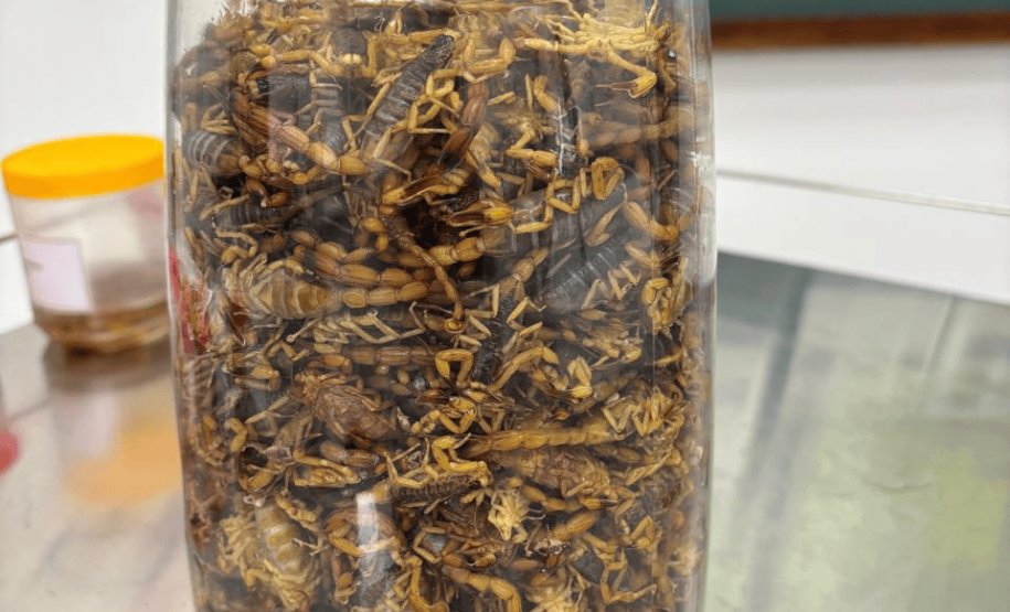 Ações da Saúde no Norte Pioneiro capturam mais de 5 mil escorpiões desde agosto