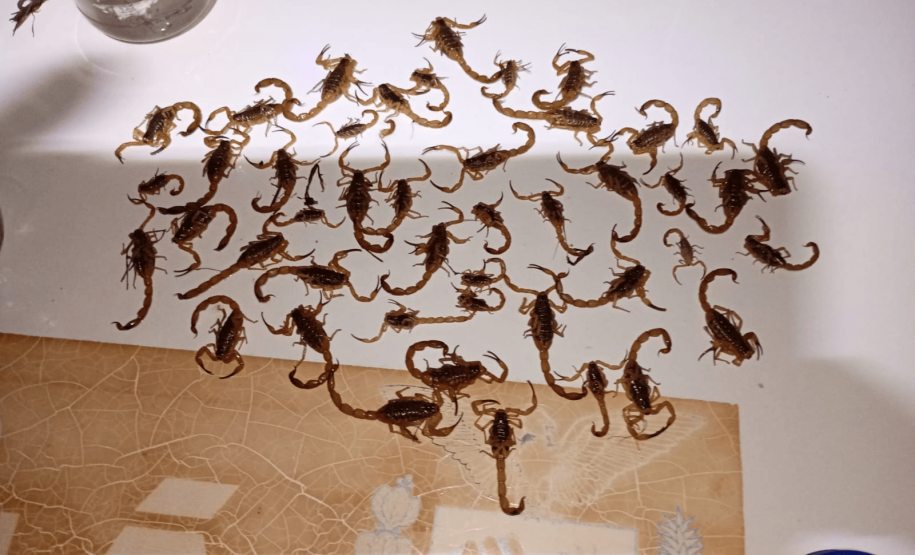 Ações da Saúde no Norte Pioneiro capturam mais de 5 mil escorpiões desde agosto