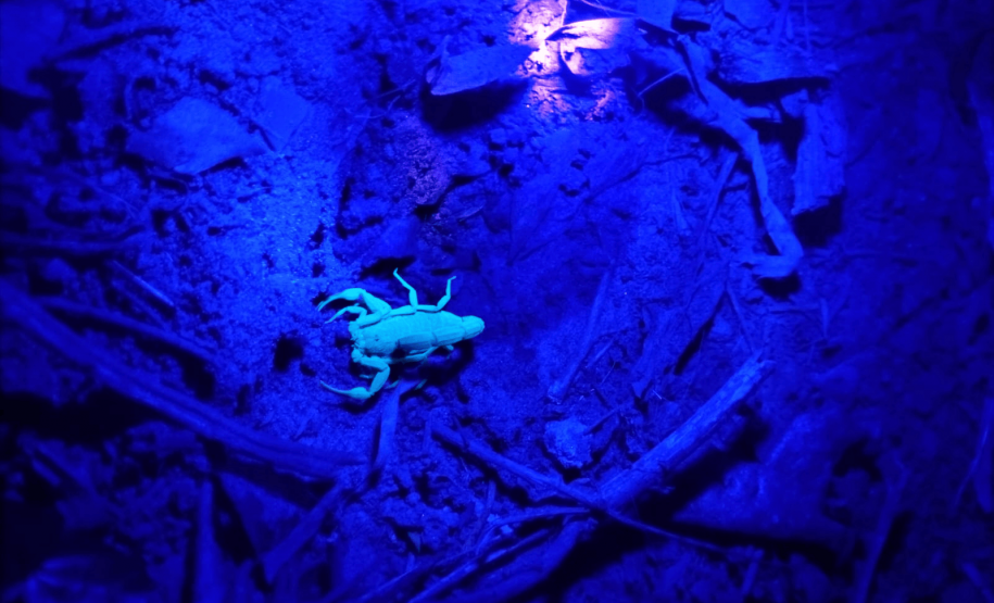 Ações da Saúde no Norte Pioneiro capturam mais de 5 mil escorpiões desde agosto