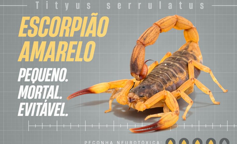 Sesa lança campanha para reforçar cuidados com picadas de escorpiões