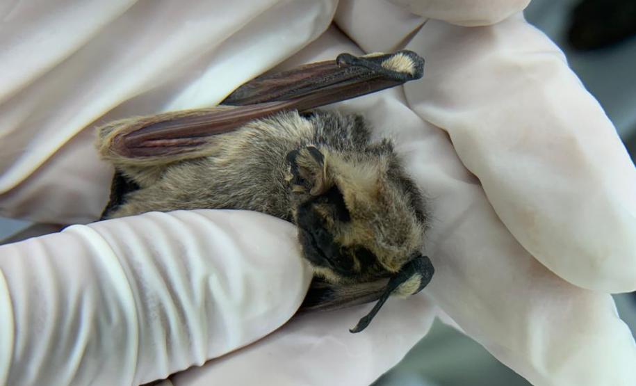 Calor intensifica presença de morcegos e Saúde alerta para cuidados com a raiva