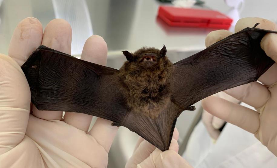 Calor intensifica presença de morcegos e Saúde alerta para cuidados com a raiva