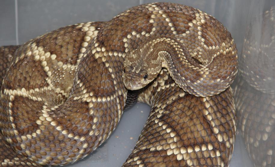 Secretaria da Saúde alerta para risco de acidentes com serpentes no verão