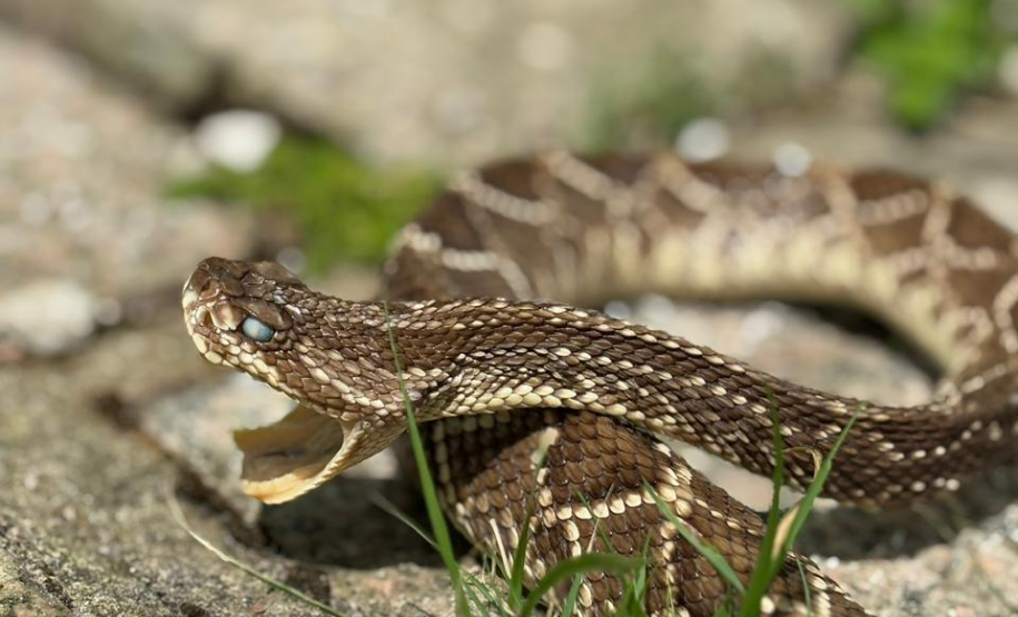 Saúde alerta para risco de acidentes com serpentes no verão