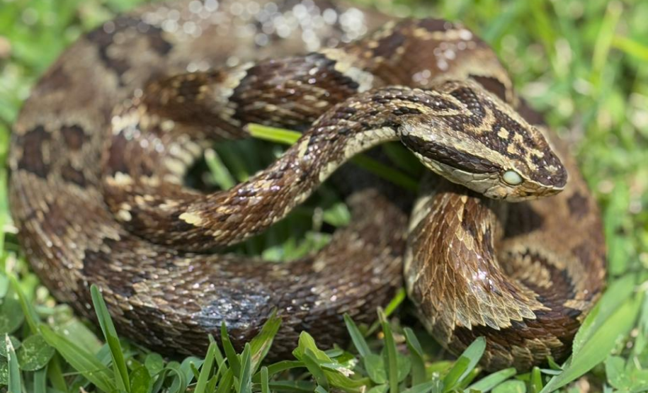 Saúde alerta para risco de acidentes com serpentes no verão