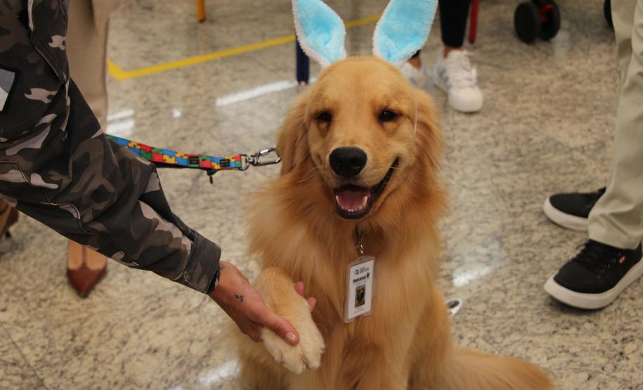 Hospital de Reabilitação inicia projeto de terapia de pacientes com cães da PMPR