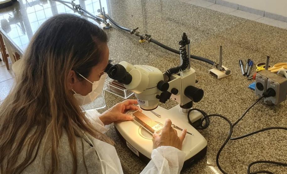 Combate: Paraná monitora arboviroses com sistema eficiente e de baixo custo