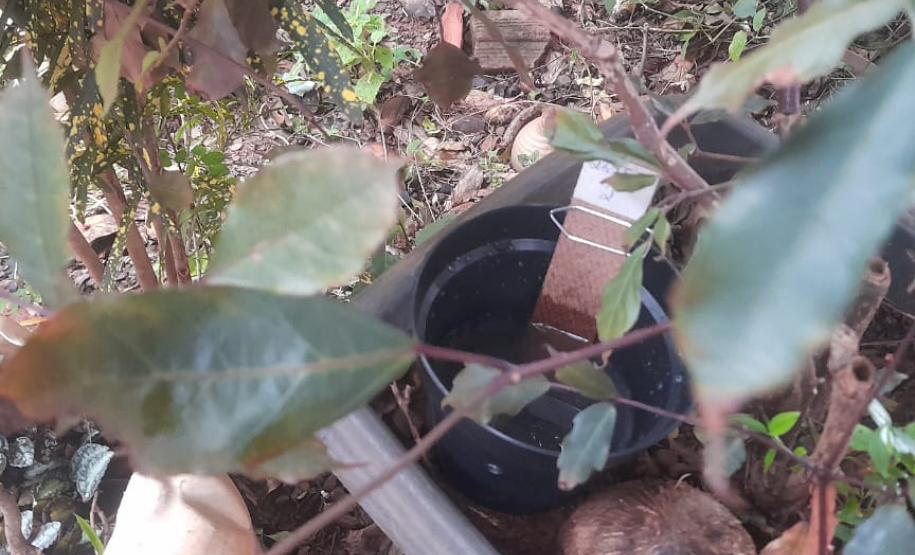 Combate: Paraná monitora arboviroses com sistema eficiente e de baixo custo