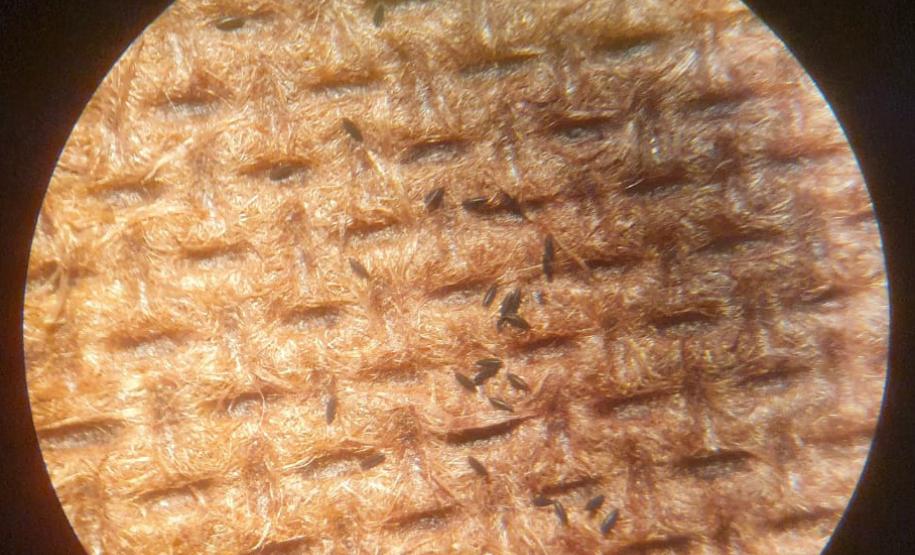 Combate: Paraná monitora arboviroses com sistema eficiente e de baixo custo