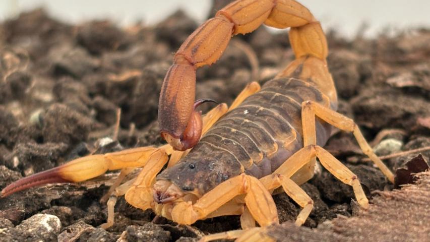 Estado mantém orientações e alerta para prevenção de acidentes com escorpiões